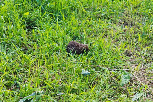 Hérisson sur herbe verte — Photo