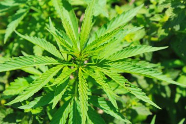 Esrar (kenevir) bitki