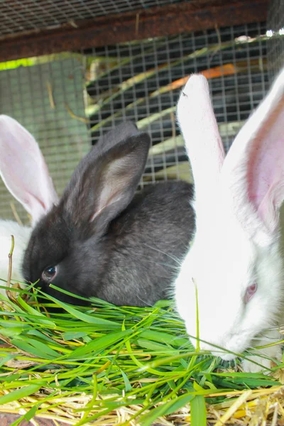 Les lapins mangent de l'herbe verte en cage — Photo
