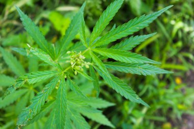 Yeşil kenevir bitki