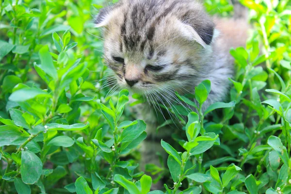 British kitten on green grass — Stock Photo, Image