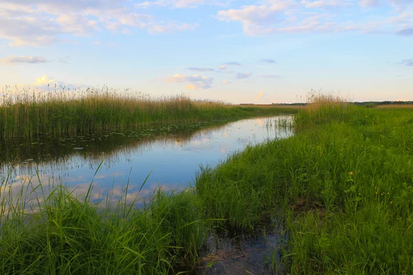 Nehir kıyısında sazlık ile