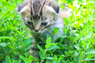 Yeşil çimenlerin üzerinde İngiliz yavru kedi