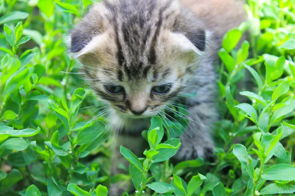 British kitten on green grass — Stock Photo, Image