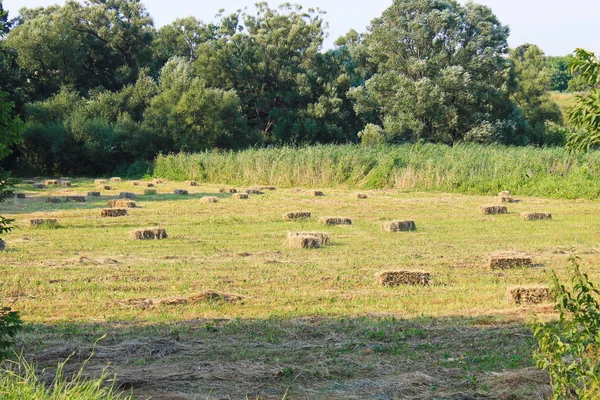 Paisagem agrícola com fardos de feno no prado — Fotografia de Stock