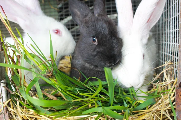 Rabbits eats green grass in cage — Stock Photo, Image