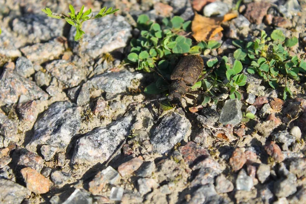 Escarabajo con antenas largas (Acanthocinus aedilis ) —  Fotos de Stock