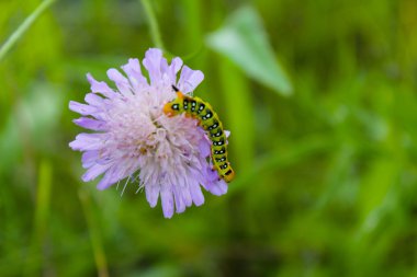 Caterpillar sürüngenler Mor çiçek