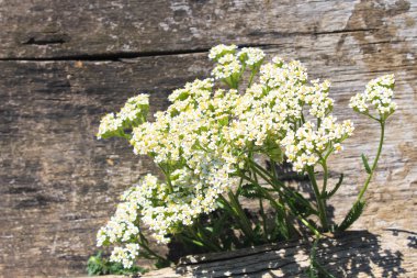 Ahşap arka plan üzerinde beyaz civanperçemi çiçekler