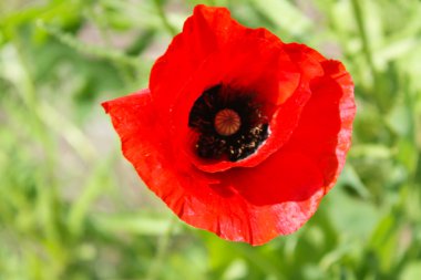 Bahçe içinde kırmızı gelincik