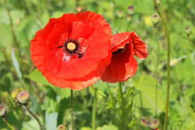 Bahçe içinde kırmızı gelincik