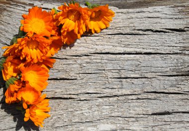 Ahşap arka planda takvim çiçekleri