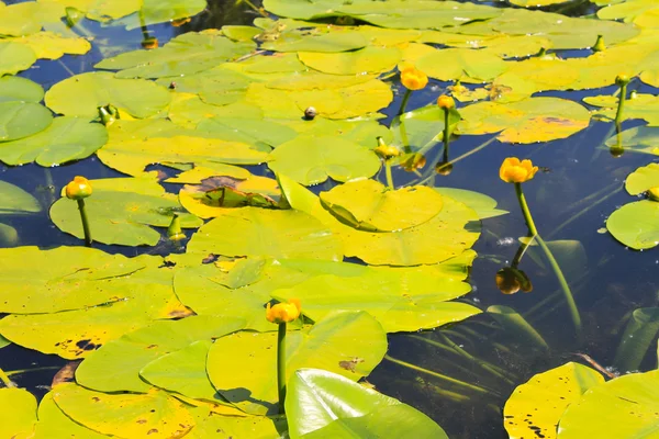 Flores de agua amarilla (Nuphar Lutea ) — Foto de Stock
