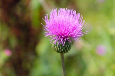 Melankoli thistle (Cirsium heterophyllum)