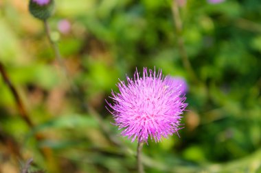 Melankoli thistle (Cirsium heterophyllum)