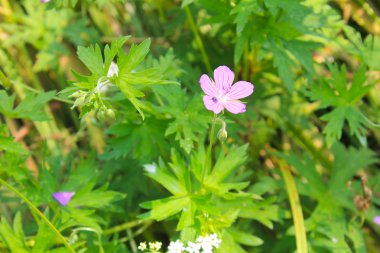Mor cranesbill çiçek (Sardunya sanguineum) 