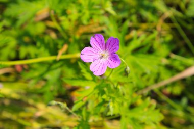 Mor cranesbill çiçek (Sardunya sanguineum) 