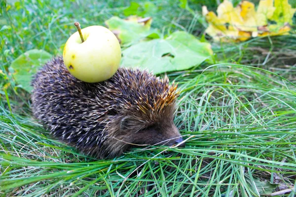 Hedgehog carrega maçã nas costas — Fotografia de Stock