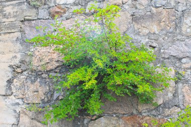 Dut ağacının eski taş duvar içinde büyür
