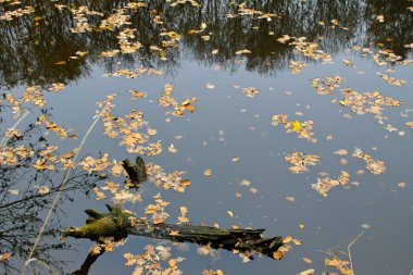 Orman göl sonbahar yaprakları