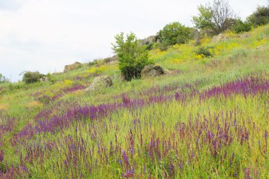 Mor ada çayı çiçek çayır
