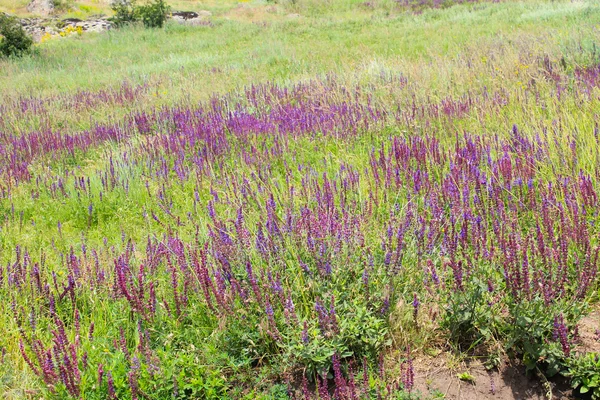 Meadow of purple salvia flowers — Stock Photo, Image