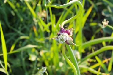 Ağaç soğan (Allium proliferum )