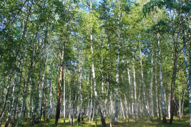 Huş ağacı orman. Yaz manzara 