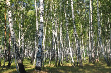 Huş ağacı orman. Yaz manzara 