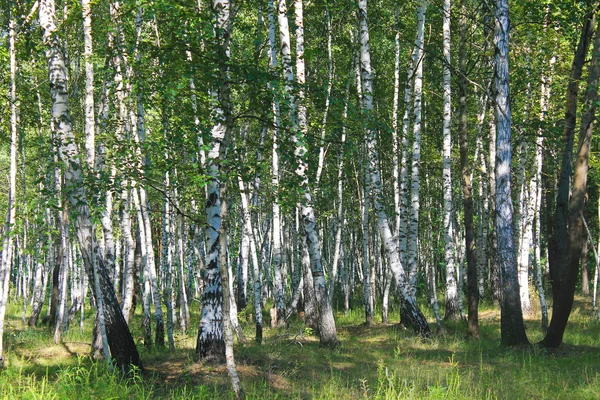 Birch forest. Summer landscape — Stock Photo, Image