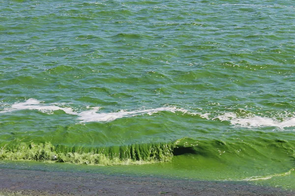 Groen water in bloei — Stockfoto
