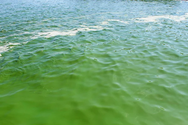 Groen water in bloei — Stockfoto