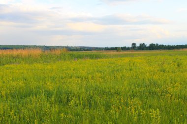 yeşil çayır ve mavi gökyüzü