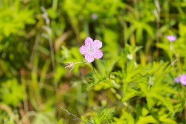 Mor cranesbill çiçek (Sardunya sanguineum) 