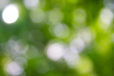 yeşil arka plan bulanık