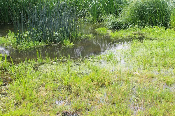 Болота з зеленого очерету у воді — стокове фото