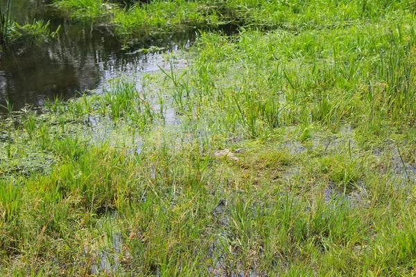 Mocsaras zöld nád a vízben — Stock Fotó