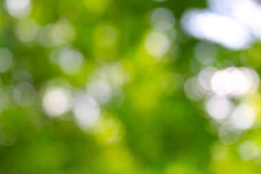 yeşil arka plan bulanık