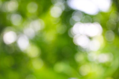 yeşil arka plan bulanık