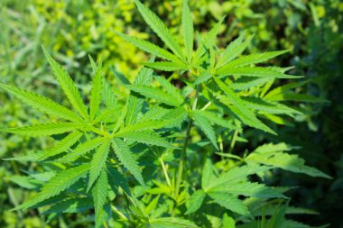 Esrar (kenevir) bitki