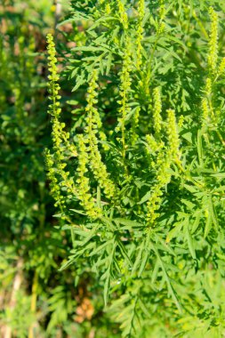 Ragweed yeşil bitkiler