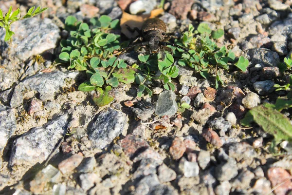 Scarabeo con lunghe antenne (Acanthocinus aedilis ) — Foto Stock