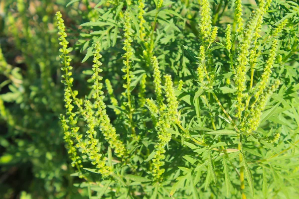 Ragweed gröna växter — Stockfoto