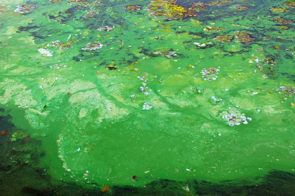 Green algae on  water surface — Stock Photo, Image