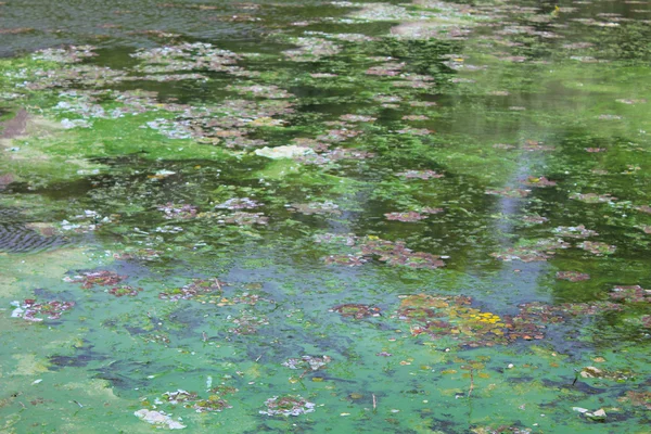 Alghe verdi sulla superficie dell'acqua — Foto Stock