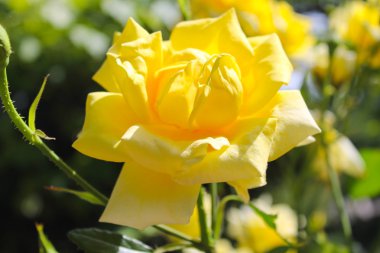 Bahçedeki sarı gül