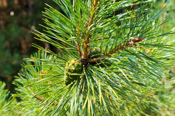 Young green pine cone on branch — Stock Photo, Image