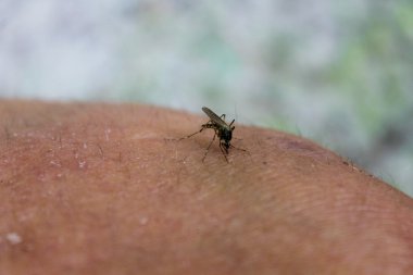 Sivrisinek (Culex pipiens) insan vücudunun kanıyla beslenir