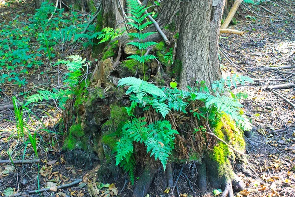 Ormbunke i skogen — Stockfoto