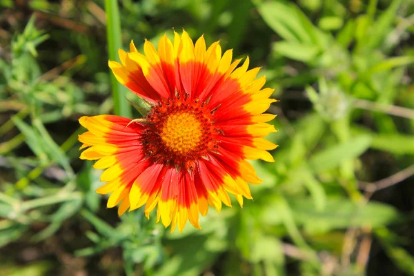 Gaillardia (Blanket Flower) — Stock Photo, Image